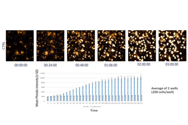 Uptake of fluorescently labeled bioparticles over time